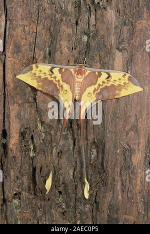 Luna malese falene (Actias maenas) maschio in appoggio su albero morto. Si trovano in Malesia. Foto Stock