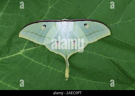 Luna Indiana Tarma (Actias selene) femmina in appoggio con le ali aperte. Foto Stock