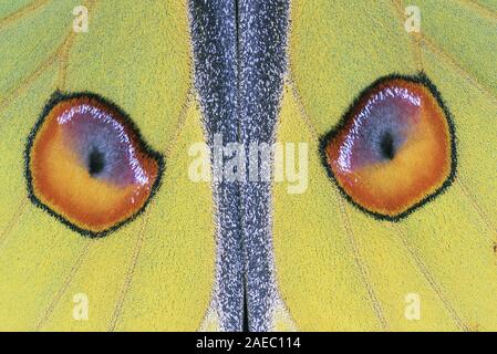 Madagascan Luna Moth (Argema mittrei) foto macro che mostra i dettagli di forewing eyespots. Foto Stock