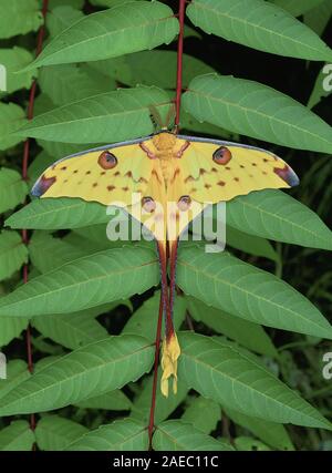 Madagascan Luna Moth (Argema mittrei) maschio appeso sulla vegetazione. Foto Stock