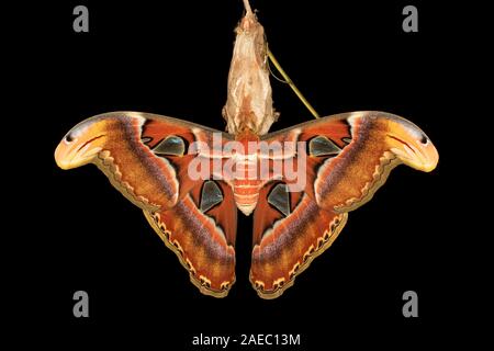 Atlas Moth (Attaacus atlas) appena emerse appeso femmina su cocoon su Tree-Of-cielo (Ailanthus altissima). Foto Stock