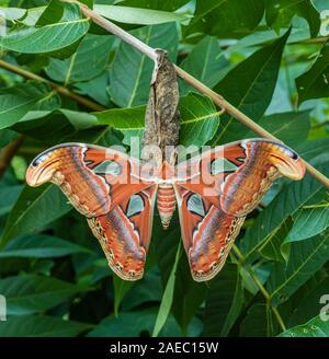 Atlas Moth (Attaacus atlas) appena emerse appeso femmina su cocoon su Tree-Of-cielo (Ailanthus altissima). Foto Stock