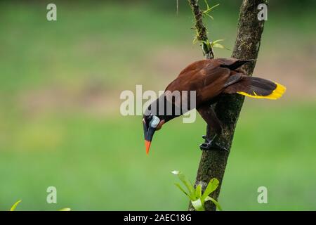 Montezuma oropendola. Maschio di Montezuma oropendola (Psarocolius montezuma) in una struttura ad albero. Il Montezuma oropendola è un allevatore residente nei Caraibi coa Foto Stock