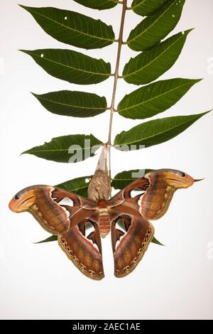 Atlas Moth (Attaacus atlas) appena emerse appeso femmina su cocoon su Tree-Of-cielo (Ailanthus altissima). Sfondo bianco per intagli. Foto Stock