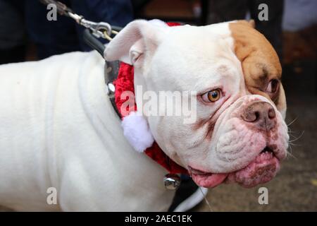 Londra, Regno Unito. 8 dicembre 2019. Bison il bulldog americano a tutti i cani questione Santa Paws Fiera di Natale, Hampstead, Londra. La carità fu tenuta la sua annuale fiera di Natale presso il Garden Gate pub di Hampstead per raccogliere fondi per il suo lavoro rehoming e salvataggio cani. Per maggiori informazioni consultare il sito www.alldogsmatter.co. Credito: Paul Brown/Alamy Live News Foto Stock