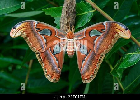 Atlas Moth (Attaacus atlas) appena emerse appeso femmina su cocoon su Tree-Of-cielo (Ailanthus altissima). Foto Stock