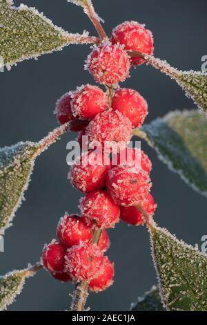 Winterberry Holly (Ilex verticillata) coperto di brina berry cluster. Terra promessa del parco statale, Poconos Pennsylvania, Novembre. Foto Stock