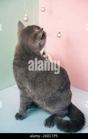 Ritratto verticale di un grigio Britannico gatto guardando un pacchetto di regali di natale Foto Stock