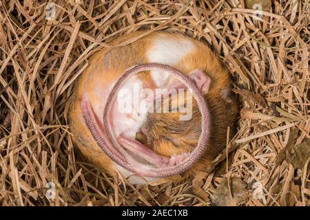 Woodland Jumping Mouse (Napaezapus insignis) in sospensione nel nido costruito nel tunnel laterale del burrow fatta da un altro mammifero. Foto Stock