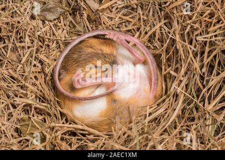 Woodland Jumping Mouse (Napaezapus insignis) in sospensione nel nido costruito nel tunnel laterale del burrow fatta da un altro mammifero. Foto Stock