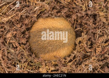 Woodland Jumping Mouse (Napaezapus insignis) in sospensione nel nido costruito nel tunnel laterale del burrow fatta da un altro mammifero. Foto Stock
