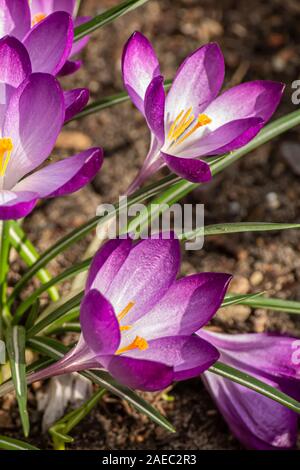 Crocus, plurale di crochi o croci è un genere di piante in fiore nella famiglia di iris. Un singolo crocus, un mazzetto di crochi, un prato, close-up Foto Stock