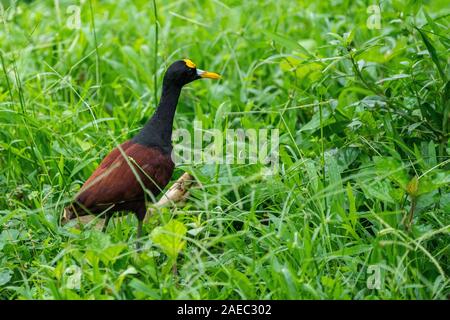 Jacana settentrionale o nord (jaçana Jacana spinosa) è un wader uccello che è un allevatore residente dalle costiere Messico ad ovest di Panama e su Cuba, Ja Foto Stock