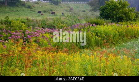 Bucolic scena del mattino di mucche al pascolo sulla collina a Sunderland, Vermont. Foto Stock