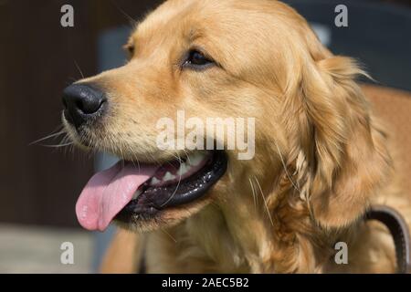 Un Golden Retriever cane pant di calore in estate presso la scuola per cani. Foto Stock