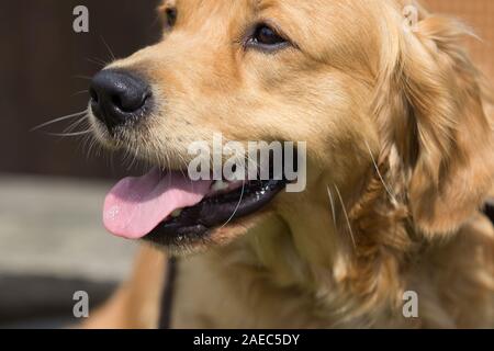 Un Golden Retriever cane pant nel calore dell'estate, all'aperto. Foto Stock