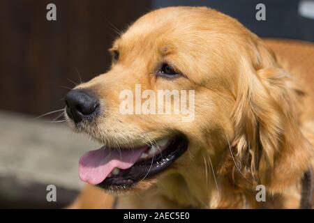 Un Golden Retriever cane pant di calore in estate presso la scuola per cani. Foto Stock