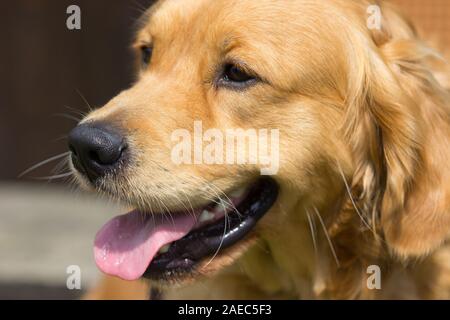 Un Golden Retriever cane pant di calore in estate presso la scuola per cani. Foto Stock