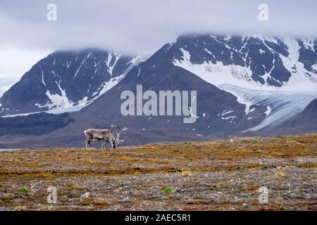 Un maschio di renna delle Svalbard (rangifer tarandus platyrhynchus) sulla tundra in estate con il suo palchi ancora in velluto. Questo mammifero erbivoro è la sm Foto Stock