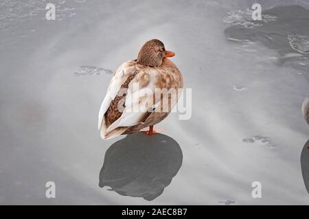 Una rara femmina albino Mallard duck su un glaçon sul fiume Deschutes in curva, Oregon Foto Stock