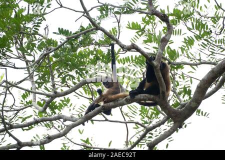 Femmina e baby Geoffroy's spider monkey (Ateles geoffroyi) in un treetop. Noto anche come il nero-consegnato spider monkey, è una specie di scimmia ragno, Foto Stock