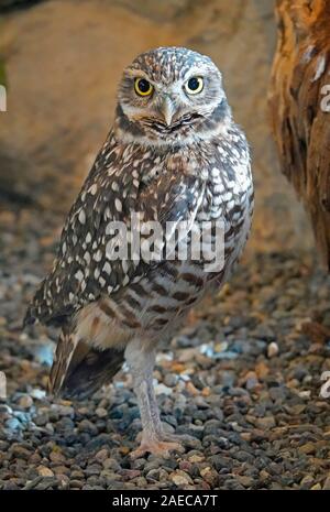 Ritratto di un scavando il gufo, Athene cunicularia, un giorno-volo, night-gufo di caccia che si trovano in tutta la zona occidentale degli Stati Uniti e America del Sud. Foto Stock