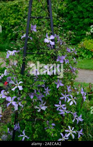 Clematis integrifolia arabella,non twining,non climbing, scalata, rimescolamento,blu,blu-viola, fiore,fiori,fioritura,perenne,RM Floral Foto Stock