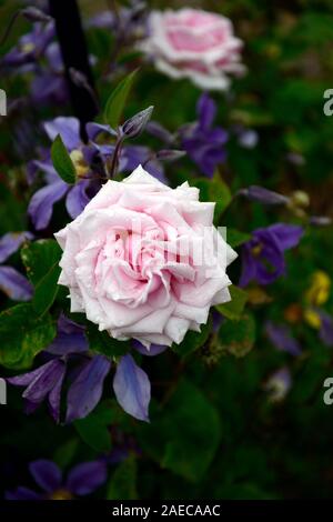 Rosa rosa,clematis integrifolia arabella,non twining,non climbing, scalata, rimescolamento,blu,blu-viola, fiore,fiori,fioritura,perenne,RM Floral Foto Stock