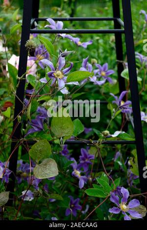 Clematis integrifolia arabella,non twining,non climbing, scalata, rimescolamento,blu,blu-viola, fiore,fiori,fioritura,perenne,RM Floral Foto Stock