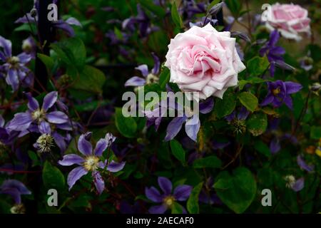 Rosa rosa,clematis integrifolia arabella,non twining,non climbing, scalata, rimescolamento,blu,blu-viola, fiore,fiori,fioritura,perenne,RM Floral Foto Stock