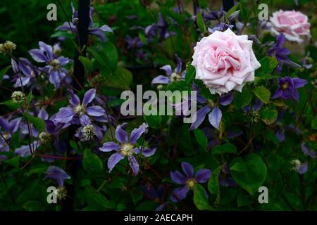 Rosa rosa,clematis integrifolia arabella,non twining,non climbing, scalata, rimescolamento,blu,blu-viola, fiore,fiori,fioritura,perenne,RM Floral Foto Stock