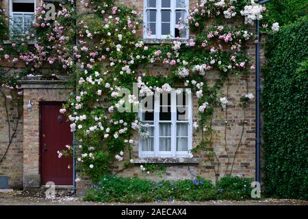 Rampicate,rosa rampicante,rose,Casa,davanti un muro di mattoni,giardino classico,rosa, bianco, fiori,fioritura,rambler,scalatore,RM Floral Foto Stock