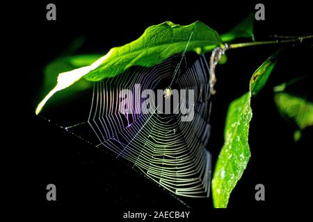Spider la filatura di un web. Fotografato in Costa Rica foresta di pioggia Foto Stock
