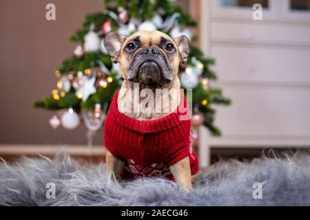 Bulldog francese cane indossare una maglia rossa maglione di Natale seduto sulla coperta di pelo nella parte anteriore del rosa e bianco albero di Natale decorato in backgr sfocato Foto Stock