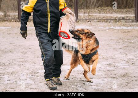 Pastore Tedesco addestramento del cane. Mordere cane. Alsaziano cane lupo. Deutscher, cane Foto Stock