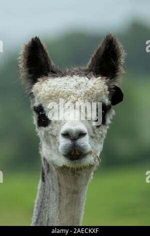 Alpaca (Vicugna pacos) animale adulto ritratto, Dorset, England, Regno Unito Foto Stock
