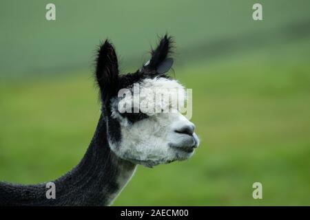 Alpaca (Vicugna pacos) animale adulto ritratto, Dorset, England, Regno Unito Foto Stock