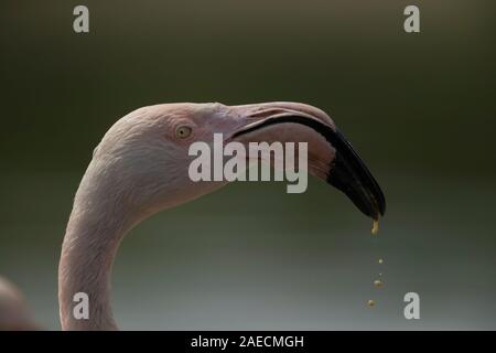 Fenicottero maggiore (Phoenicopterus roseus) bere, England, Regno Unito Foto Stock