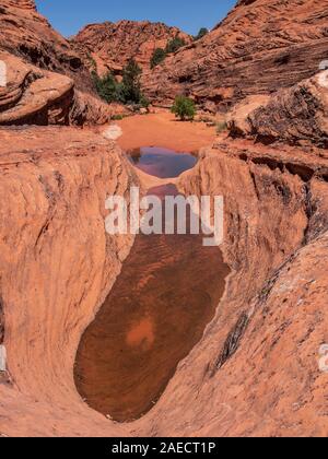 Giù nel fondo del canyon, Padre Canyon Trail, Snow Canyon State Park, Saint George, Utah. Foto Stock