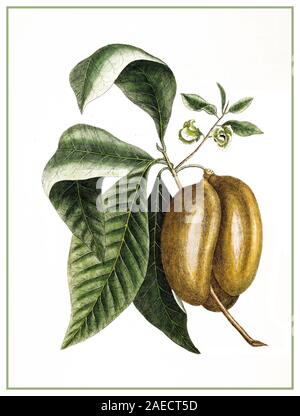 Asimina triloba - pawpaw - circa 1754 litografia di frutta d'epoca illustrazione Asimina triloba, papaw americano, pawpaw, zampa, o zampa-zampa, tra i molti nomi regionali, c'è un piccolo albero deciduo originario degli Stati Uniti orientali e dell'Ontario meridionale, Canada, che produce un grande frutto da verde giallastro a marrone. Foto Stock