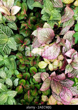 Belle foglie colorate di varie piante. Foglie di colore verde brillante tonalità crescono molto strettamente. Foto Stock