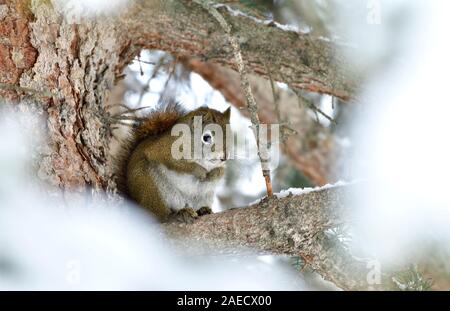 A wild red squirrel "Tamiasciurus hudsonicus", resting on a spruce tree branch with snowy branches around him in rural Alberta Canada. Foto Stock