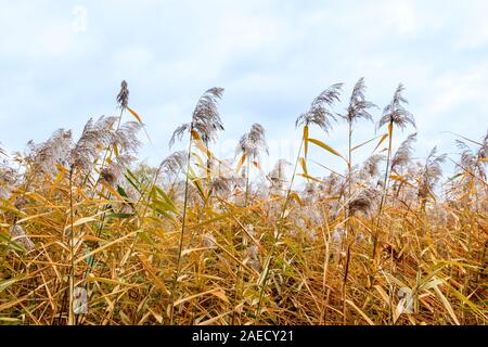 Feathery teste di seme sul golden giunchi ondeggiando dalla banca di un laghetto Foto Stock