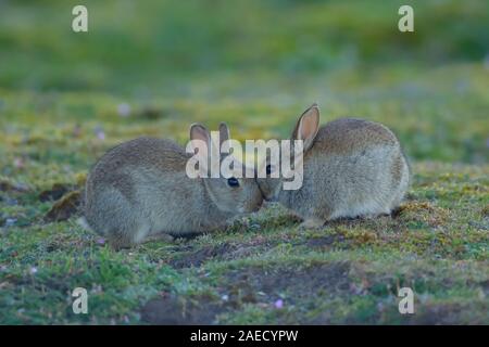 Coniglio (oryctolagus cuniculus) due capretti saluto i kit di ogni altro, Suffolk, Inghilterra, Regno Unito Foto Stock