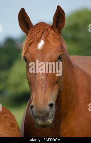 Suffolk punch cavallo (Equus caballus ferus) animale ritratto, Suffolk, Inghilterra, Regno Unito Foto Stock