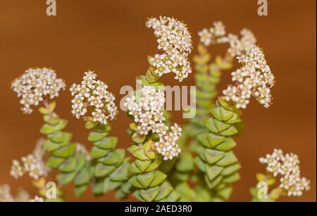 Crassula rupestris in fiore bellissimo minuscoli fiori bianchi Foto Stock