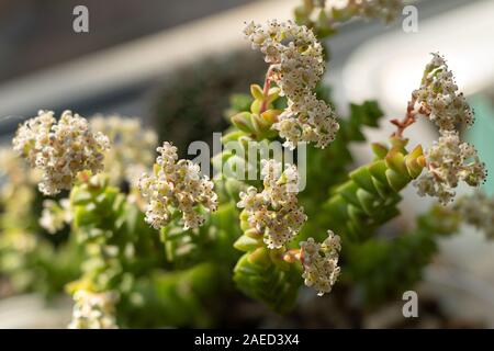 Crassula rupestris in fiore bellissimo minuscoli fiori bianchi Foto Stock