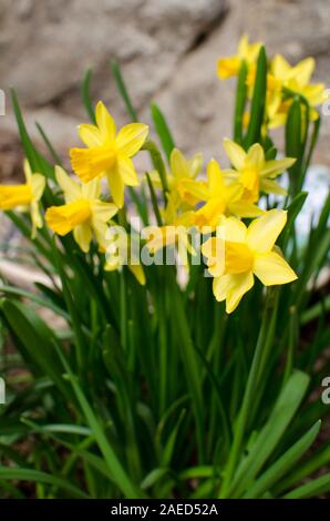 Yellow daffodils in a spring garden, narcissus Foto Stock