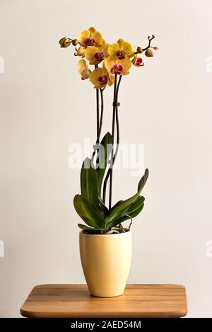Bella esotici tropicali Orchid con rosa e giallo Moth Phalaenopsis fiori in un vaso su sfondo chiaro Foto Stock
