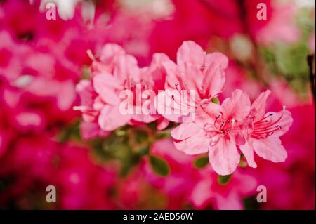 Macro vista ravvicinata di bellissimi fiori di colore rosa di una bussola di azalea in fiore in primavera con il fuoco selettivo profondità di campo e spazio di copia